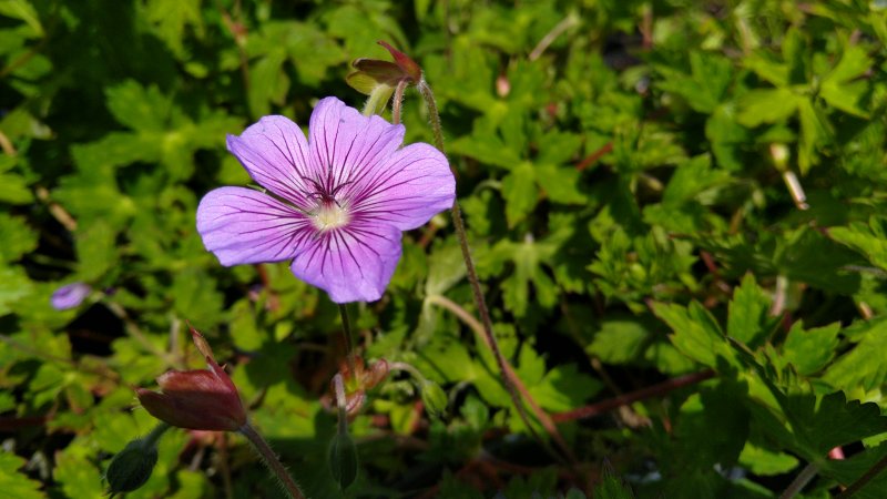 Geranium hybridum 'Kelly Ann'